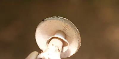 Mushroom Foray at Ladybower, Peak District