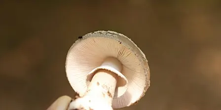 Mushroom Foray at Grindleford, Peak District