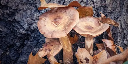 Photo Walk (10/17)