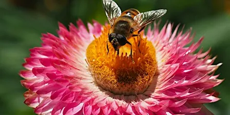 Flower and Garden Photography Course (Melbourne Gardens)