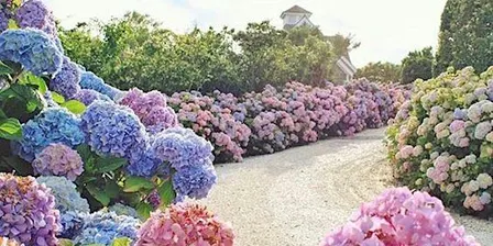Happy Hour & Hydrangeas
