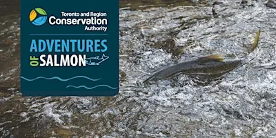 TRCA Adventures of Salmon