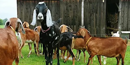 Goat Walk