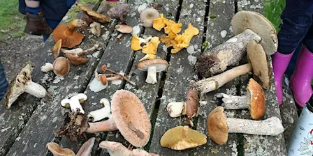 Fungi Foray at Blackmuir Wood