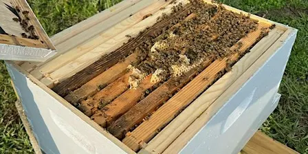 Fall: Beginning Beekeeper Workshop