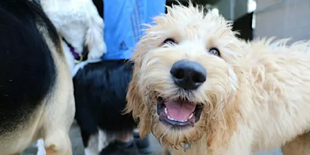 Training Class - Puppy Elementary