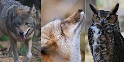 Wild Wonders: A Close Encounter with Native Animals
