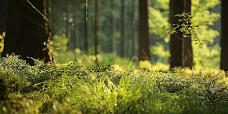 Forest Bathing+ An Introduction at Devil Punch Bowl, Surrey: Numerous dates