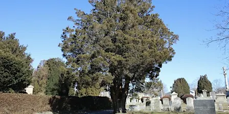 October Free Tree Walk: Island Cemetery