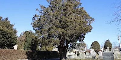 October Free Tree Walk: Island Cemetery