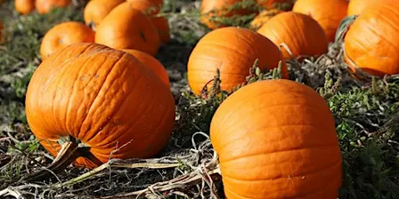 Merrist Wood Pumpkin Patch - PYO