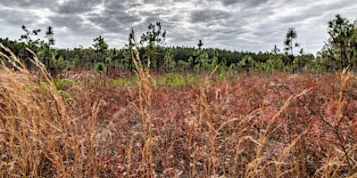 Longleaf Pine Seedling Planting