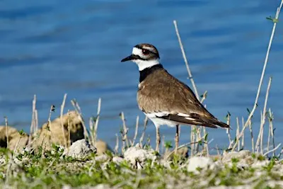 Guided Birding Walk: Shorebirds