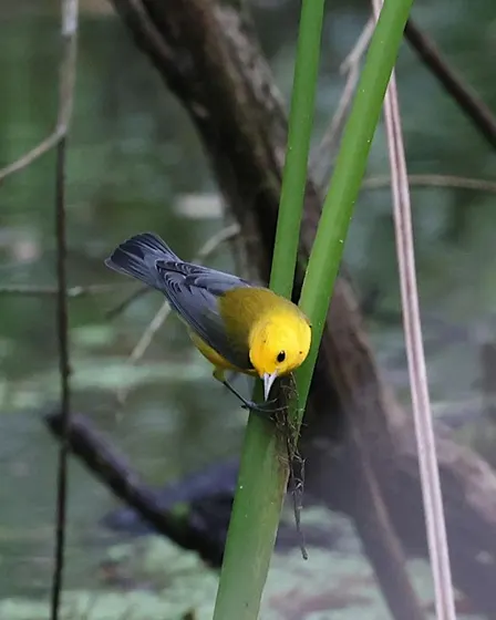 Guided Birding Walk: Yellow South Trail