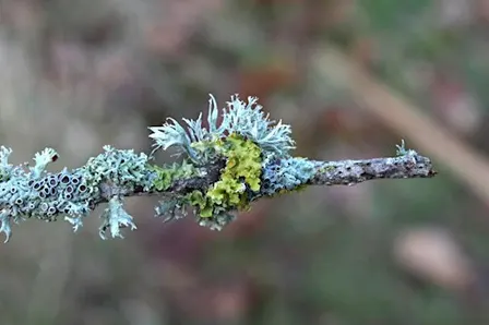 Introducing Lichens