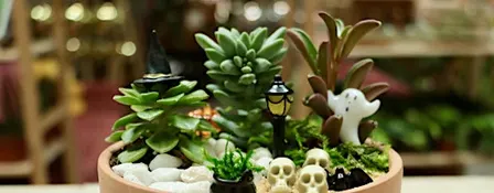 Spooky Succulent Garden Workshop
