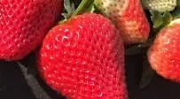 Berry Best: Strawberry Growing for Homeowners