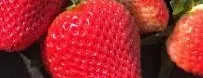 Berry Best: Strawberry Growing for Homeowners