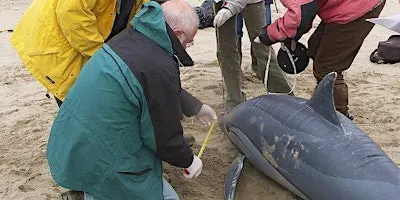 Marine Strandings Network  Callout Volunteer Training 2026