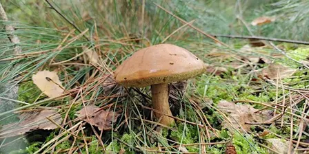 Mushroom Hunt