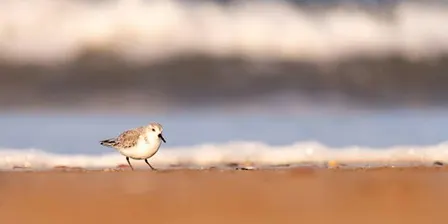 Identifying Coastal Birds in the Colder Months