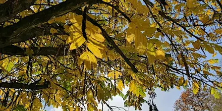 Autumn Forest Bathing Walk in Vogrie Country Park