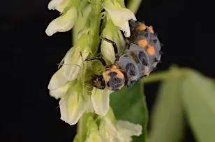 Biorational Pesticides: Eco-friendly Pest Control