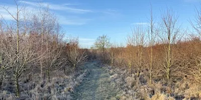 Introduction to identifying trees in winter