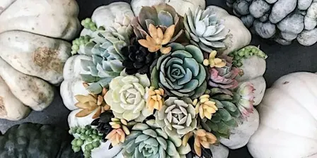 Living Succulent Pumpkin Arrangement
