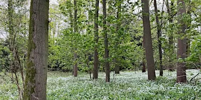 LincWoods Free Tree Pack Giveaway at Bardney Dairies (P.M. Slot)