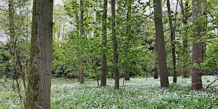 LincWoods Free Tree Pack Giveaway at Bardney Dairies (P.M. Slot)