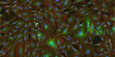 MNB: Essentials in Microscopy - From sample preparation to fluorescence