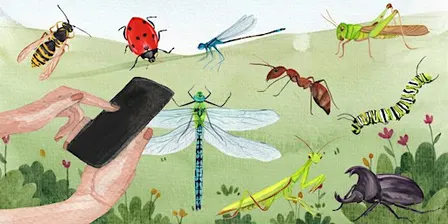 Bug-Off: BioBlitz
