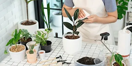 Houseplant 101 Workshop