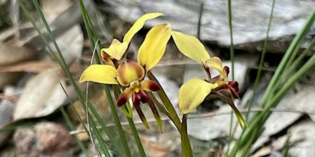 AWESOME ORCHIDS