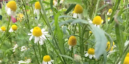 Plant Power - using plant ingredients for personal wellbeing.