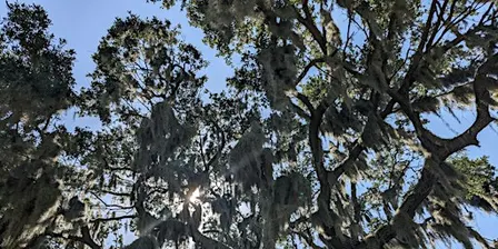So You Want to Be an Arborist?