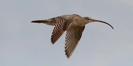 Children's Workshop | Welcome Back Shorebirds
