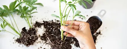 Plant Propagation & Indoor Growing Class in Charlottesville