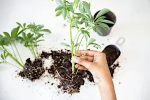Plant Propagation & Indoor Growing Class in Charlottesville