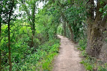 Cosumnes River Preserve Bird Survey