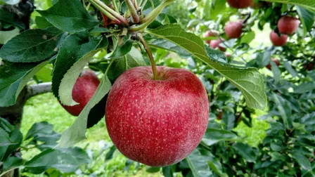 Growing Fruit 101