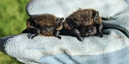Bat Walk