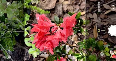 iPhone Photography - Beginner to Intermediate