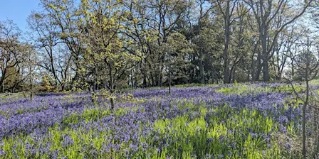 Garry Oak Ecosystem Restoration Project 2026
