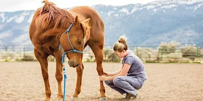 Equine Raindrop Technique 4 day Practitioner course