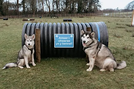 Dog Agility Area