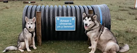 Dog Agility Area