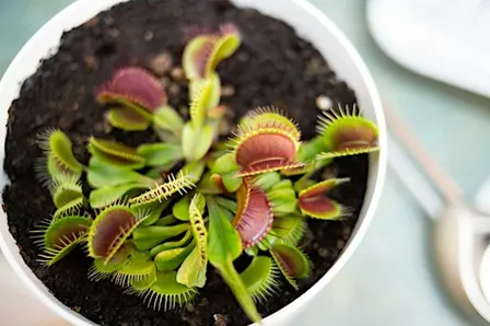Carnivorous Plants & Bog Garden Workshop in Raleigh