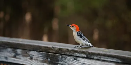 Birding Photowalk at Kensington Metropark